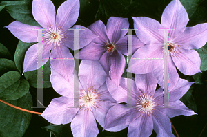 Picture of Clematis viticella 'Ramona'