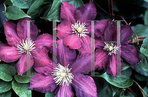 Picture of Clematis (z)(Viticella Group) 'Lady Betty Balfour'