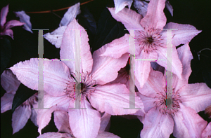 Picture of Clematis (z)(Jackmanii Group) 'Hagley Hybrid'