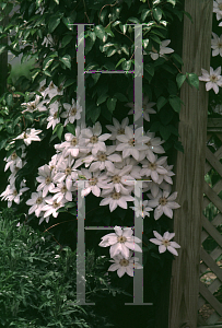Picture of Clematis (z)(Lanuginosa Group) 'Henryi'