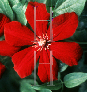 Picture of Clematis (z)(Jackmanii Group) 'Niobe'