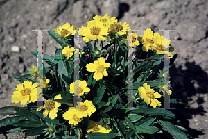 Picture of Coreopsis lanceolata 'Goldfink'