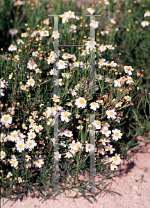 Picture of Coreopsis rosea 'Alba'