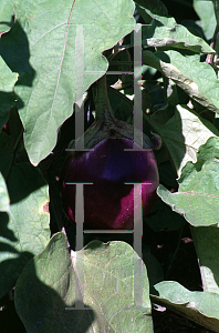 Picture of Solanum melongena 