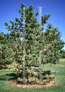 Picture of Pinus flexilis 'Glauca'