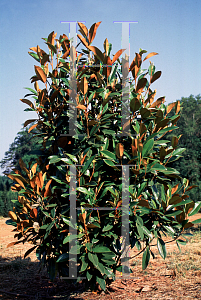Picture of Magnolia grandiflora 'Russet'