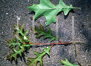 Picture of Quercus nuttallii 
