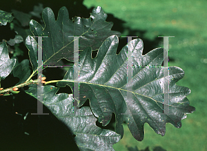 Picture of Quercus petraea 