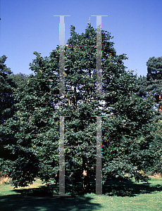Picture of Quercus petraea 