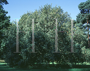 Picture of Quercus reticulata 