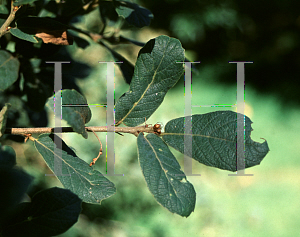 Picture of Quercus reticulata 