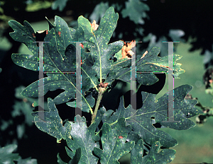 Picture of Quercus robur 'Fastigiata Oxycanthifolium'
