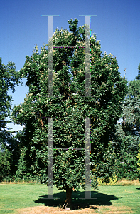 Picture of Quercus robur 'Fastigiata Oxycanthifolium'