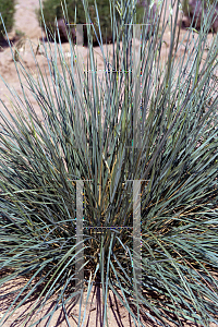 Picture of Helictotrichon sempervirens 'Sapphire'