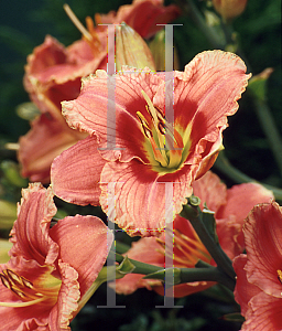 Picture of Hemerocallis  'This One'