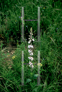 Picture of Delphinium virescens 