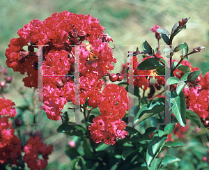 Picture of Lagerstroemia indica 'Dynamite'