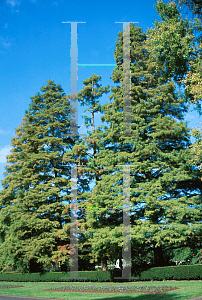 Picture of Metasequoia glyptostroboides 