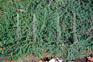 Picture of Thymus pseudolanuginosus 