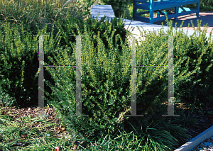 Picture of Taxus x media 'Runyan'