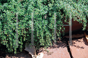 Picture of Thymus pseudolanuginosus 