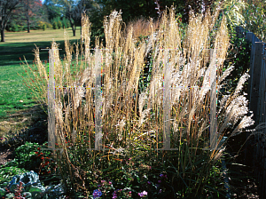 Picture of Miscanthus sinensis 'Nippon'