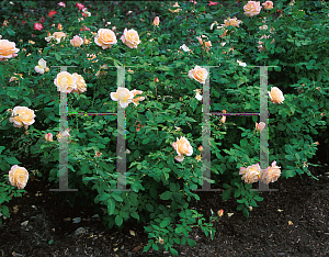 Picture of Rosa  'Apricot Nectar'