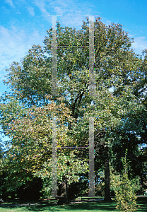 Picture of Ulmus carpinifolia 