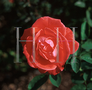 Picture of Rosa  'Tropicana'