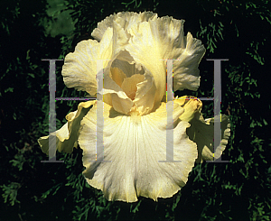 Picture of Iris germanica 'Total Recall'