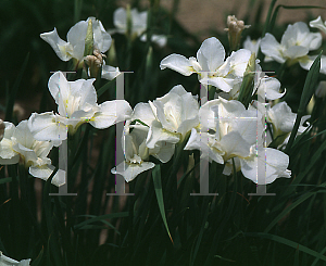 Picture of Iris sibirica 'White Swirl'