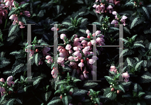 Picture of Lamium maculatum 'Shell Pink'