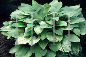 Picture of Hosta  'Richland Gold'