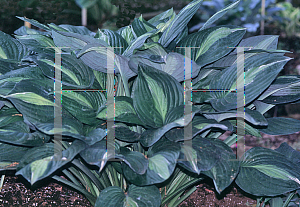 Picture of Hosta  'Striptease'