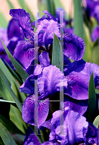 Picture of Iris  'Smell the Roses'