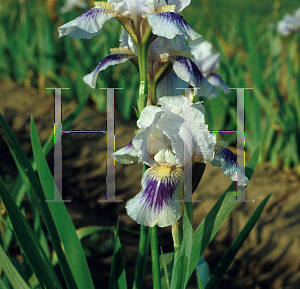 Picture of Iris germanica 'Blue Asterisk'