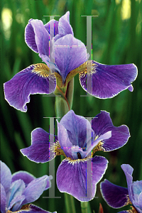 Picture of Iris sibirica 'Silver Edge'