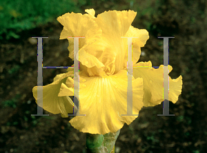 Picture of Iris germanica 'Krugerand'