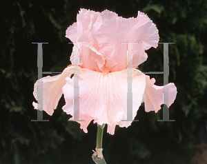 Picture of Iris germanica 'My Pretty Valentine'