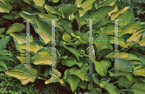 Picture of Hosta  'Something Different'