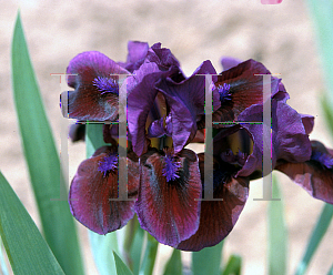 Picture of Iris  'Candy Apple'