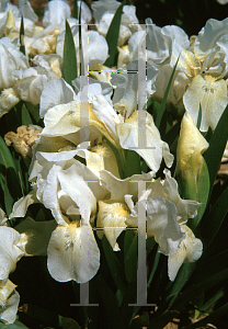 Picture of Iris  'Bright White'