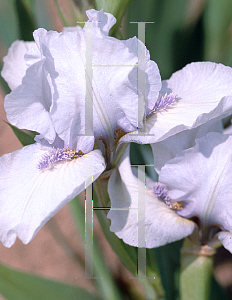 Picture of Iris  'Little Showoff'