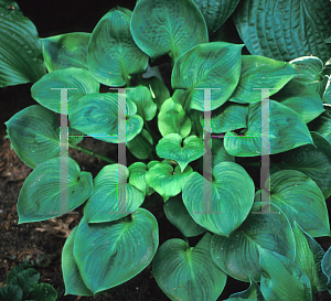 Picture of Hosta  'Amber Maiden'