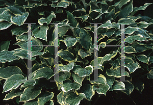Picture of Hosta  'Chantilly Lace'