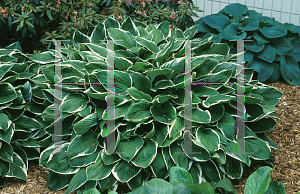 Picture of Hosta  'Crowned Imperial'