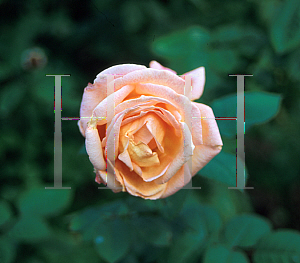 Picture of Rosa  'Summer Dream'
