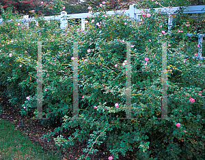 Picture of Rosa  'Meipotal (Carefree Delight)'