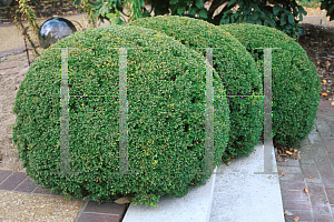 Picture of Buxus microphylla var. insularis 