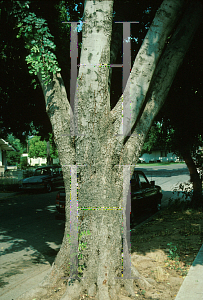 Picture of Ceratonia siliqua 